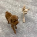 라이프 오브 라일리(Life of Riley) 이미지