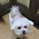 하이송 이미지