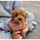 위클리독 강아지고양이분양 일산점 | 강아지무료분양 사이트 문제는