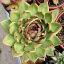 엘도라도 이미지