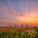 해당화피는아침 이미지