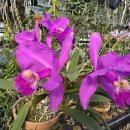 Cattleya luddemaniana rubra &#39;Ruby &#39; (OG) 이미지