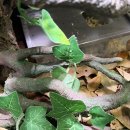 구로-구로-구로-1225 | 마린렙타일 개봉점 미국의 파충류 용품 브랜드 갈라파고스 입고 예정