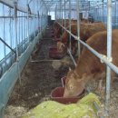 고돌이네 이미지