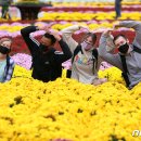 형형색색 무지개 빛으로 만발한 인제 '가을꽃축제' 이미지