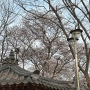 기린봉흑염소 네이버블로그