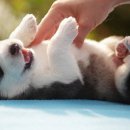 강아지분양 퍼피베이비 이미지