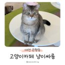 냥이 싸롱 | 대전 은행동 냥이싸롱 아이랑 다녀온 고양이카페 후기