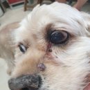 신일산동물병원 이미지