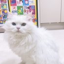 캣플라워 | [캣디피] 우리 냥이 치아 관리 시작! 고양이치석제거기 사용해본 솔직 후기