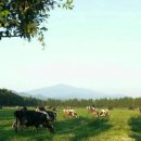 주신목장 이미지