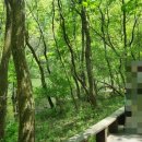 초록2세천 이미지