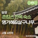살구나무 한옥민박 | 담양 숙소 추천 촌캉스 한옥 민박 대나무 축제 기간 예약 꿀팁