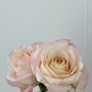 시엘로건