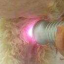 분당정자 동물병원 이미지