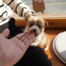 강아지는 내 운명 이미지