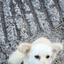 야로동물병원 이미지