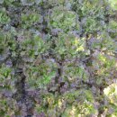 시골 농장 이미지