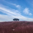 핑크뮬리 이미지