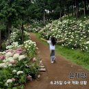 보성 윤제림 성림정원 6.25일 수국 개화상황