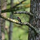 Banded broadbill 이미지