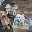 파주보육원 | 김포 강아지 맡길 곳 찾는 법｜급할수록 놓치기 쉬운 기준 6가지