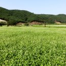 제7회 하동북천코스모스메밀꽃축제 이미지