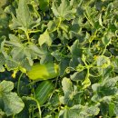 대규농장 이미지