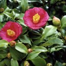 ＜177차＞2026년 1월 3일 (토) 첫째주 "새해 소망" 향일암 + 오동도(또는 선택 : 여수아쿠아리움) 이미지