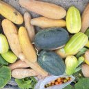 한스메디팜 이미지