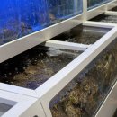 대게나라 발산점 이미지