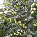 절골농장 이미지