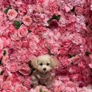 퍼피펜트하우스 이미지