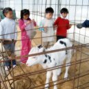 젖소목장 이미지