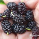 에스겔-푸름농장 이미지