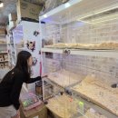 미니펫스토리 이미지