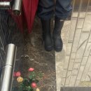 [헌터] (W) Hunter Play Tall Wellington Rain Boots Black 후기