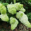 아침농장 이미지