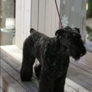 블루퍼피 이미지