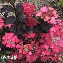 수국 데어데블 이미지