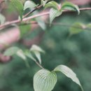 뭉개뭉개 | 펜탁스 슈퍼타쿠마 50mm F1.4 | 필름시뮬레이션 클래식 네거티브