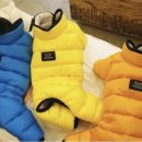 엔젤퍼피 이미지