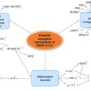 히스톤(HisTone) | COVID-19의 암 유발 가능성: SARS-CoV-2는 발암성 물질인가요?