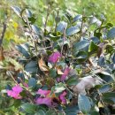 대창들공원 이미지