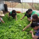 가정농장 이미지