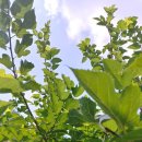 구룡천1 이미지