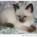 미오미오 고양이분양 이미지