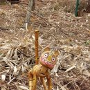 숲속송정농원 이미지