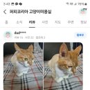 면목동-129 | 면목동고양이미용 퍼피코리아에서 완벽하게 변신한 우리 고양이! 🐾✨