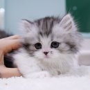 고양이분양 온리캣 | 서울고양이분양 찾는다면 직접 다녀온 깨끗한 캣프렌즈 후기 공유